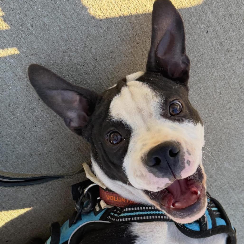 Buzz, Adoptable, Young Male Pit Bull Terrier & English Bulldog.