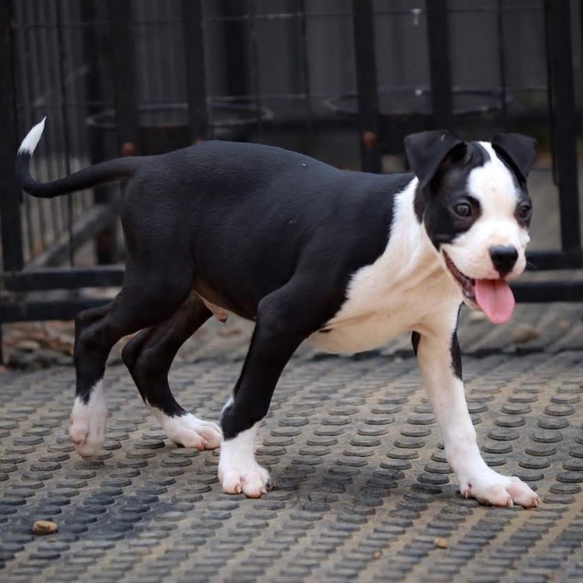 Buzz, a Adoptable mixed breed in Duck River, TN image 2/3
