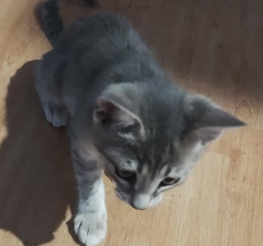 Ono A Little Bundle of Spunk and Purrs, a ADOPTABLE Domestic Short Hair in Prescott, AZ image 2/3