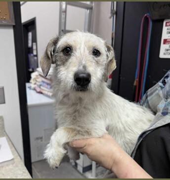 Spotty, Adoptable, Young Female Jack Russell Terrier & Schnauzer.