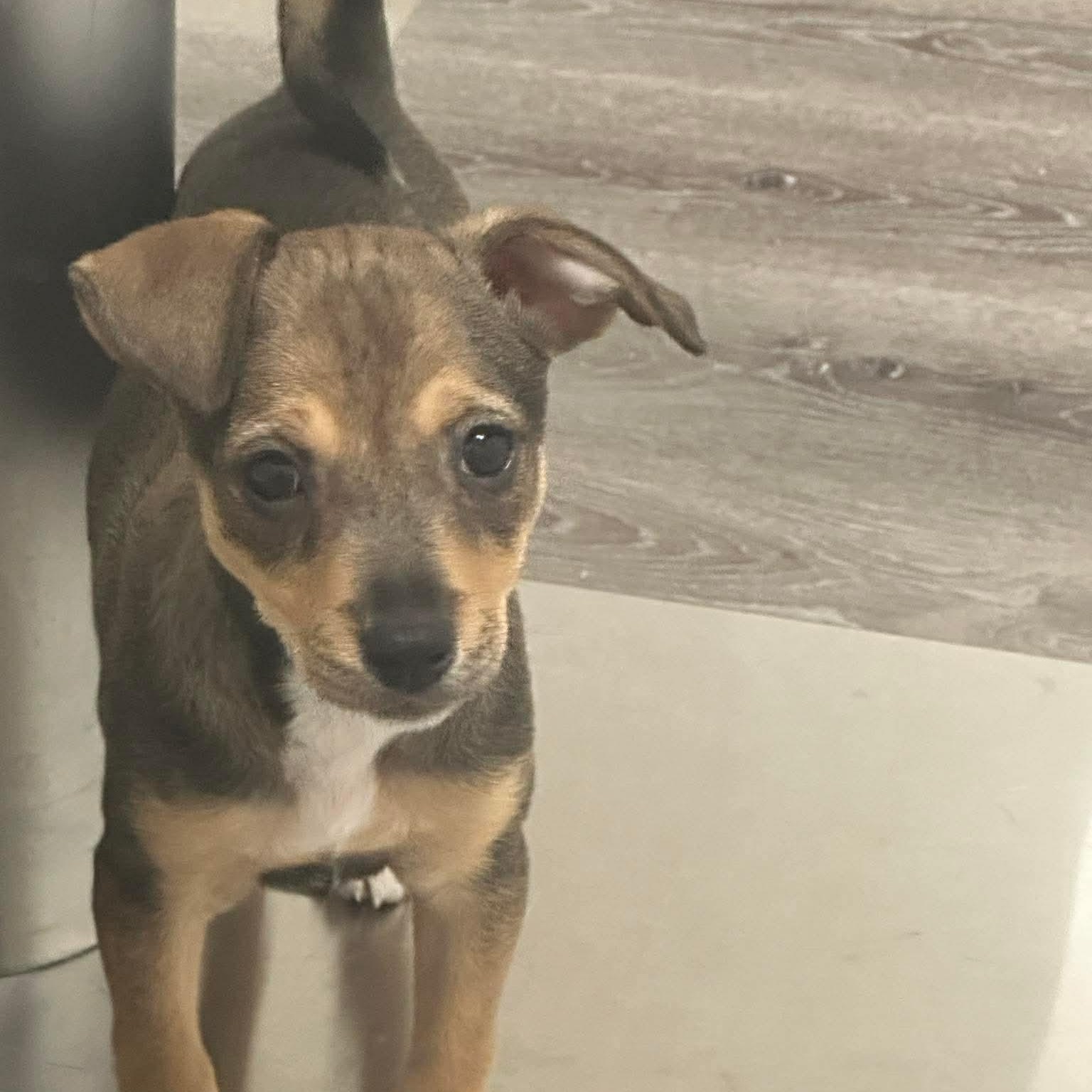 Suki — thumbnail 2