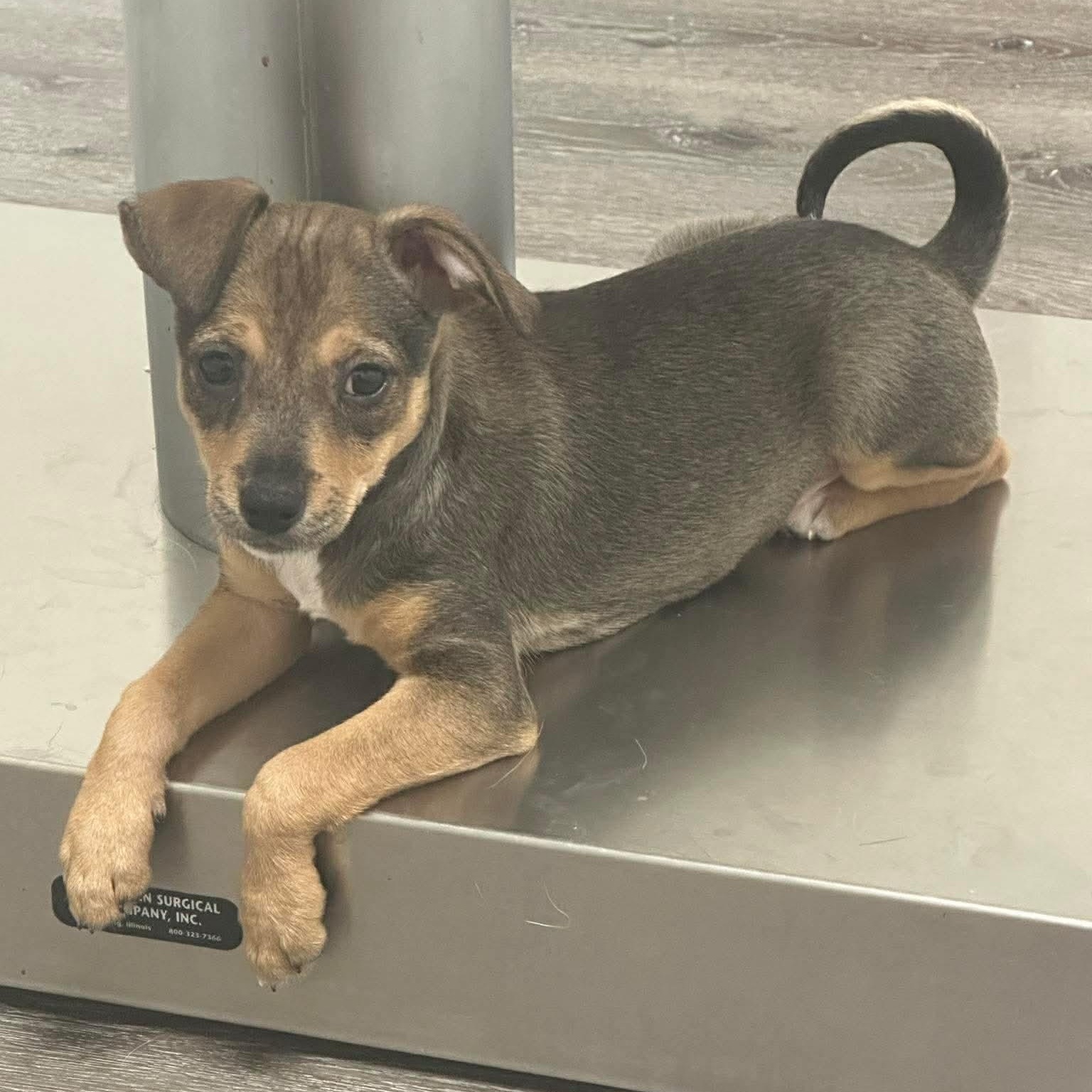 Suki — thumbnail 3