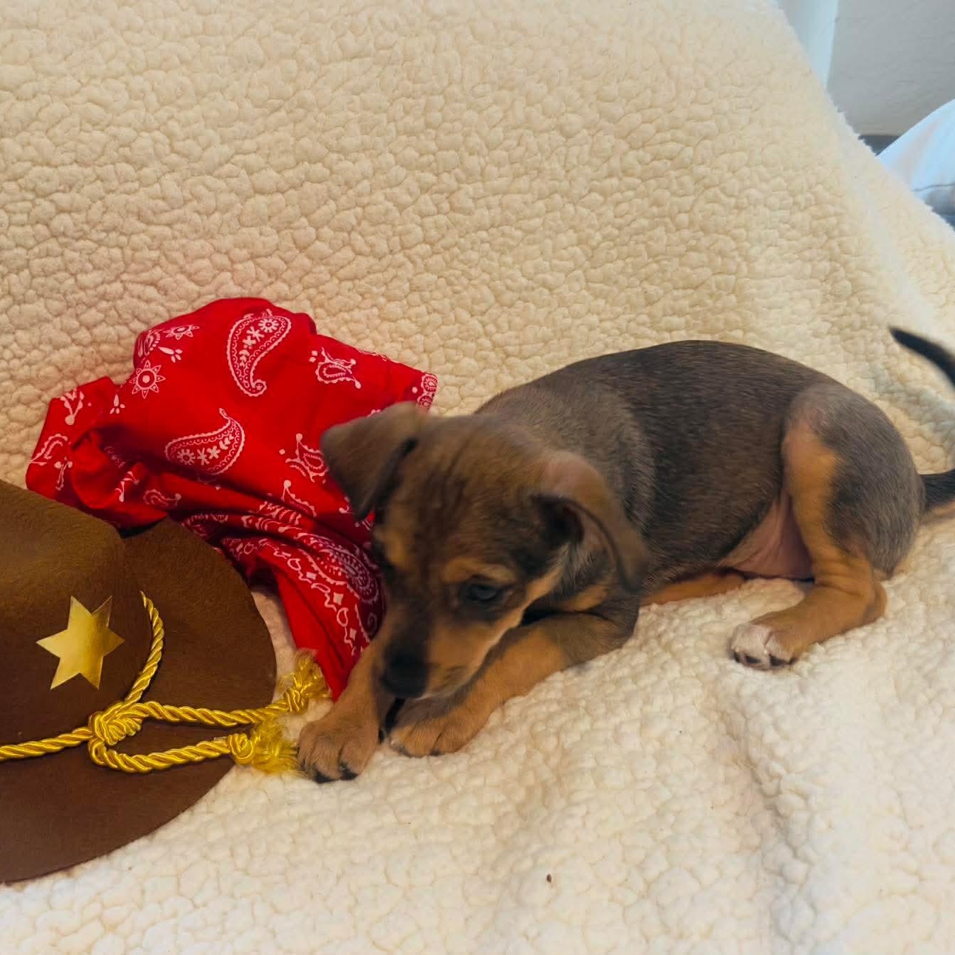 Suki — thumbnail 5