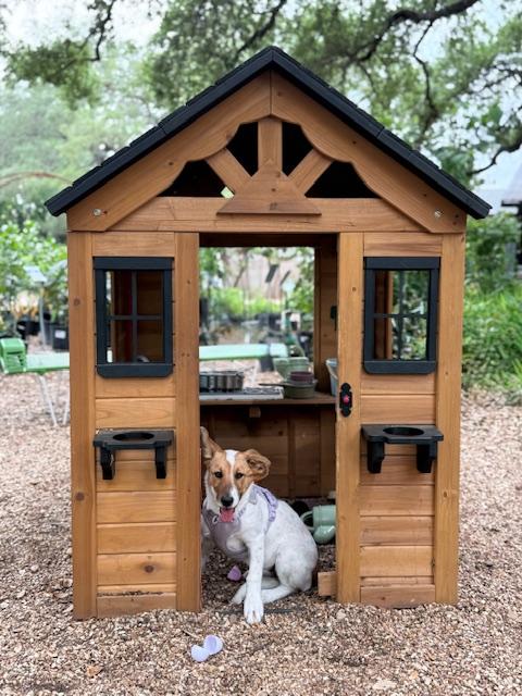 Enlarge Holly, an adopted mixed breed in Austin, TX image 5/6
