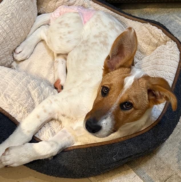 Enlarge Holly, an adopted mixed breed in Austin, TX image 6/6