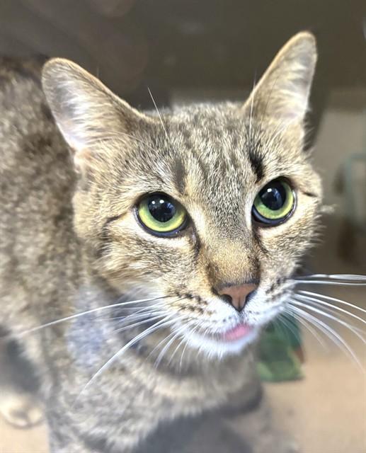 LADYBUG, Adoptable, Young Female Domestic Short Hair.