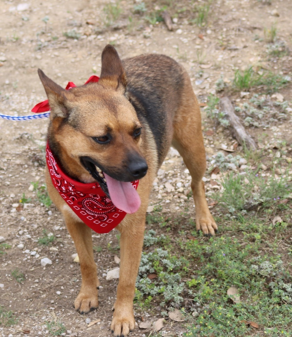 Tessa, Adoptable, Young Female German Shepherd Dog.