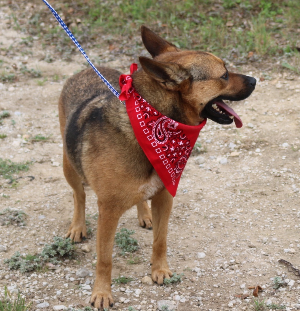 Enlarge Tessa, a Adoptable German Shepherd Dog in Bandera, TX image 2/11