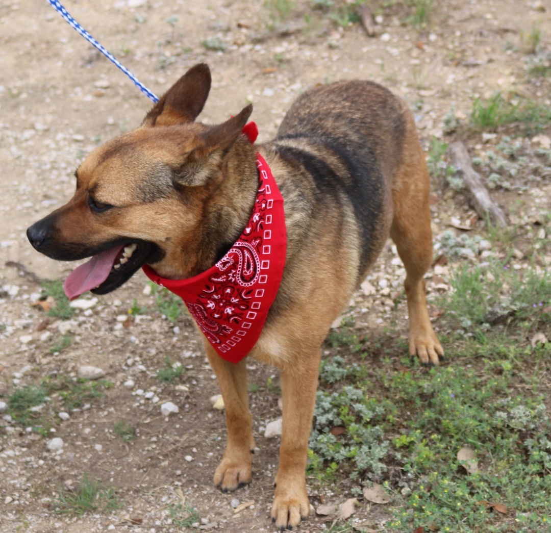 Enlarge Tessa, a Adoptable German Shepherd Dog in Bandera, TX image 3/11