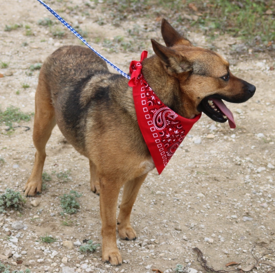 Enlarge Tessa, a Adoptable German Shepherd Dog in Bandera, TX image 4/11