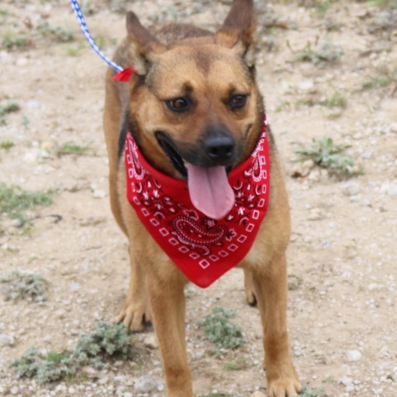 Enlarge Tessa, a Adoptable German Shepherd Dog in Bandera, TX image 5/11