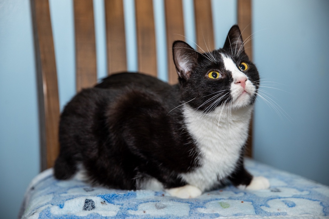 Enlarge Jay, a Adoptable American Bobtail in Chicago, IL image 1/2
