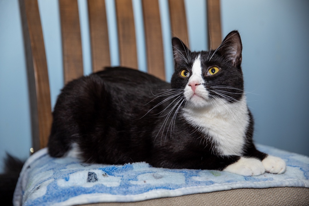 Enlarge Jay, a Adoptable American Bobtail in Chicago, IL image 2/2