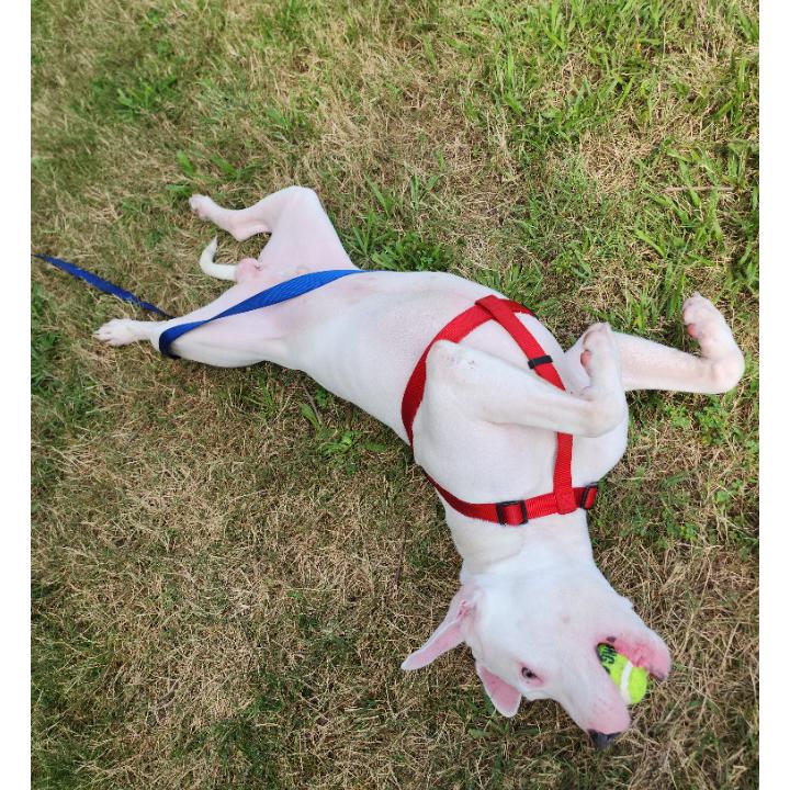 Friday, Adoptable, Adult Male Terrier & Mixed Breed.