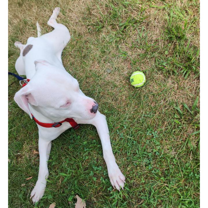 Enlarge Friday, a Adoptable mixed breed in Flintstone, MD image 2/6