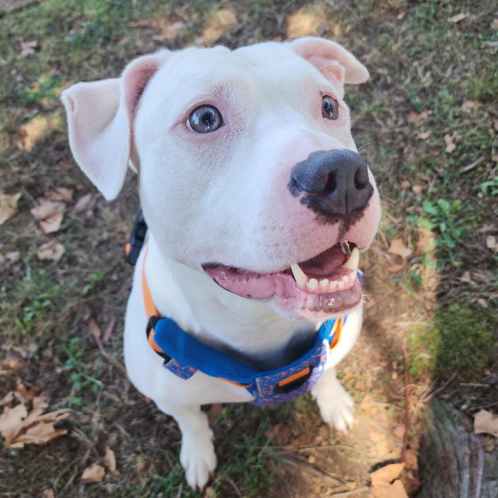 Enlarge Friday, a Adoptable mixed breed in Flintstone, MD image 3/6