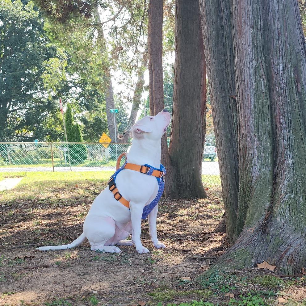 Enlarge Friday, a Adoptable mixed breed in Flintstone, MD image 3/6