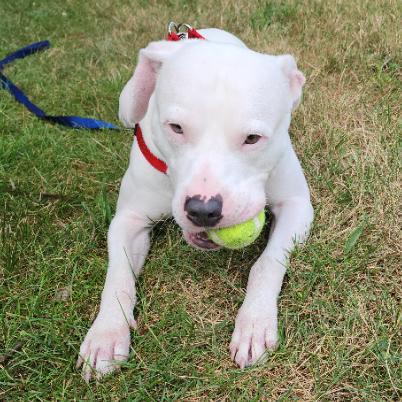 Enlarge Friday, a Adoptable mixed breed in Flintstone, MD image 3/6