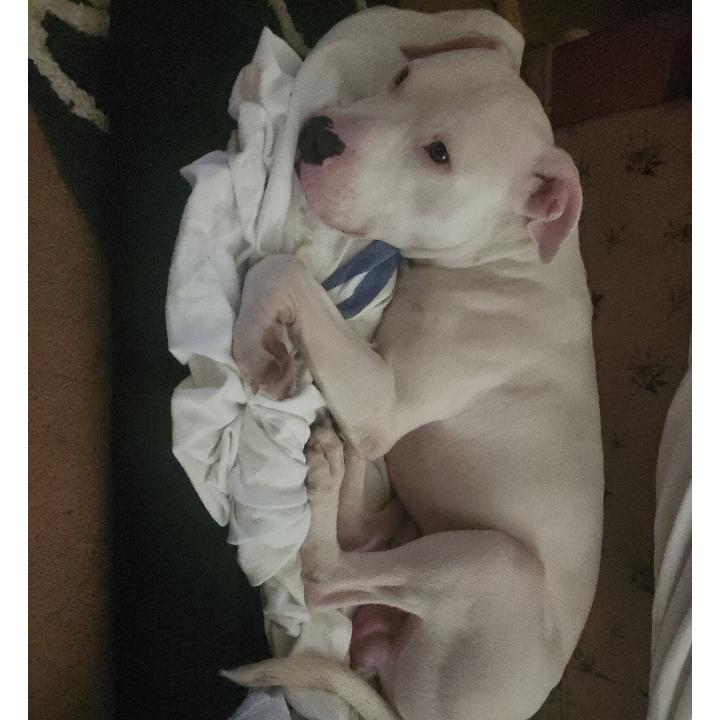 Enlarge Friday, a Adoptable mixed breed in Flintstone, MD image 4/6