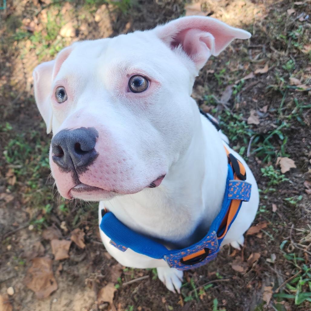 Enlarge Friday, a Adoptable mixed breed in Flintstone, MD image 5/6