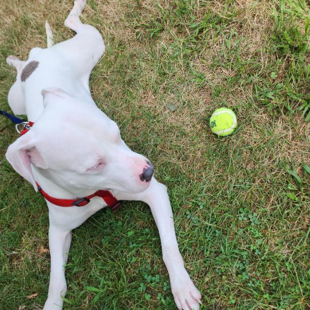 Enlarge Friday, a Adoptable mixed breed in Flintstone, MD image 6/6