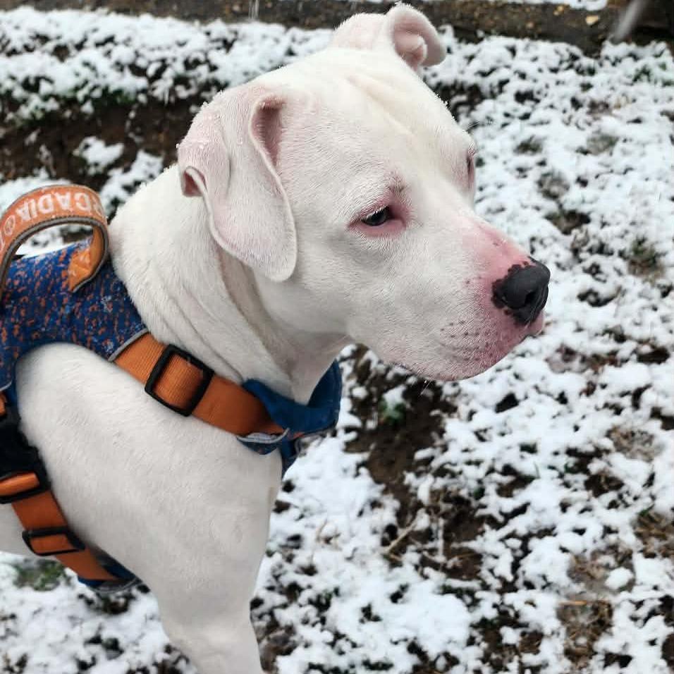 Enlarge Friday, a Adoptable mixed breed in Flintstone, MD image 6/6