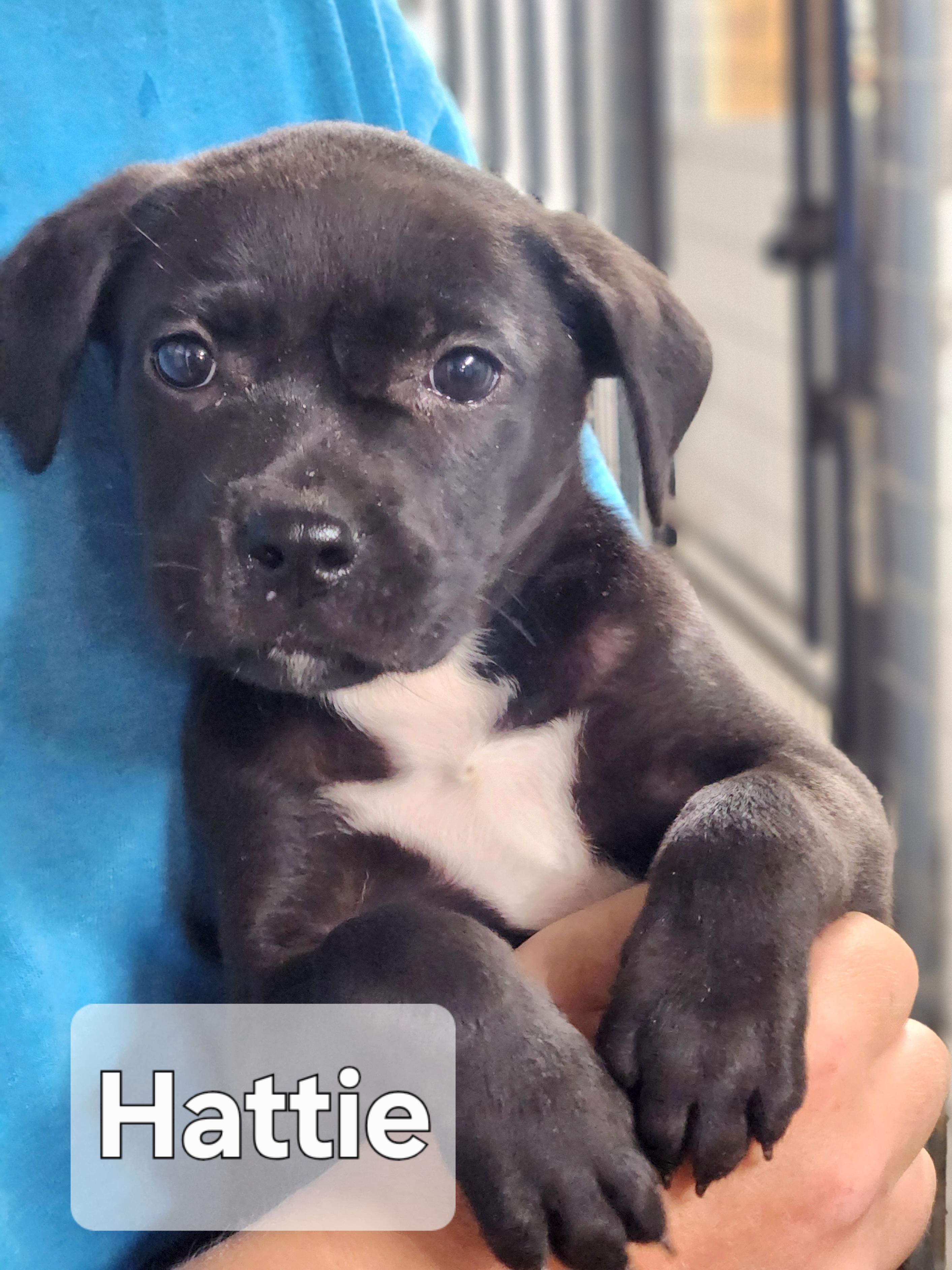 Hattie, Baby Female unknown
