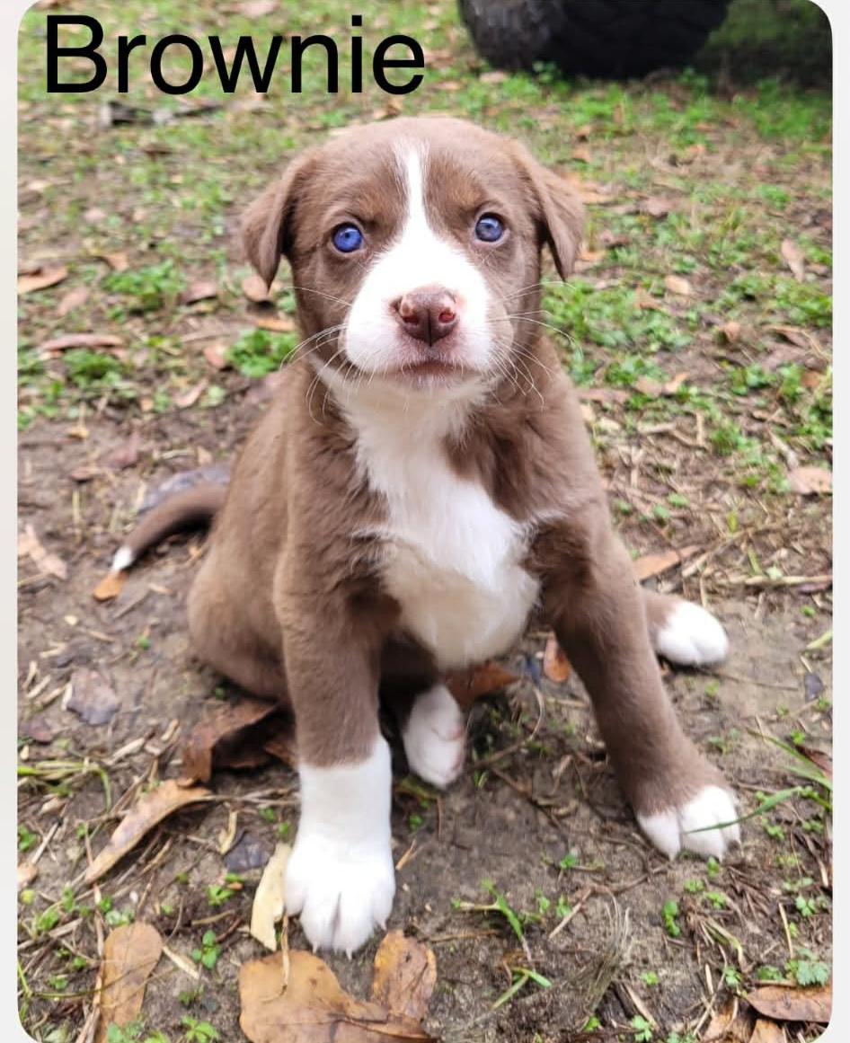 Brownie, Adoptable, Puppy Female Australian Shepherd & Labrador Retriever.