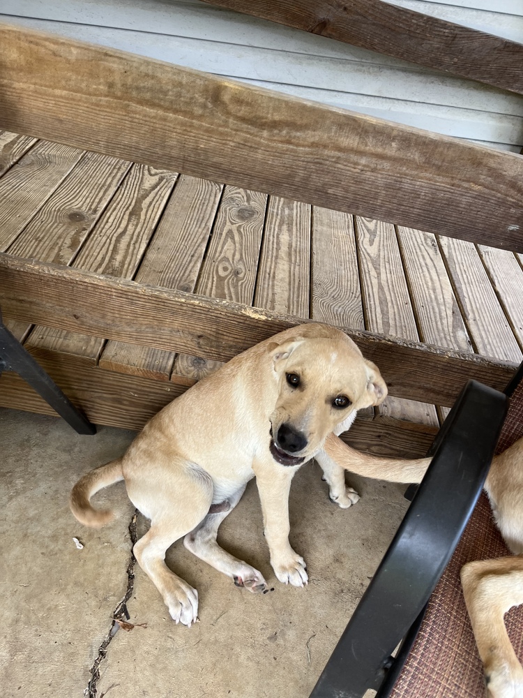 Cornbread Fred, a Adoptable mixed breed in Sharon, VT image 4/6