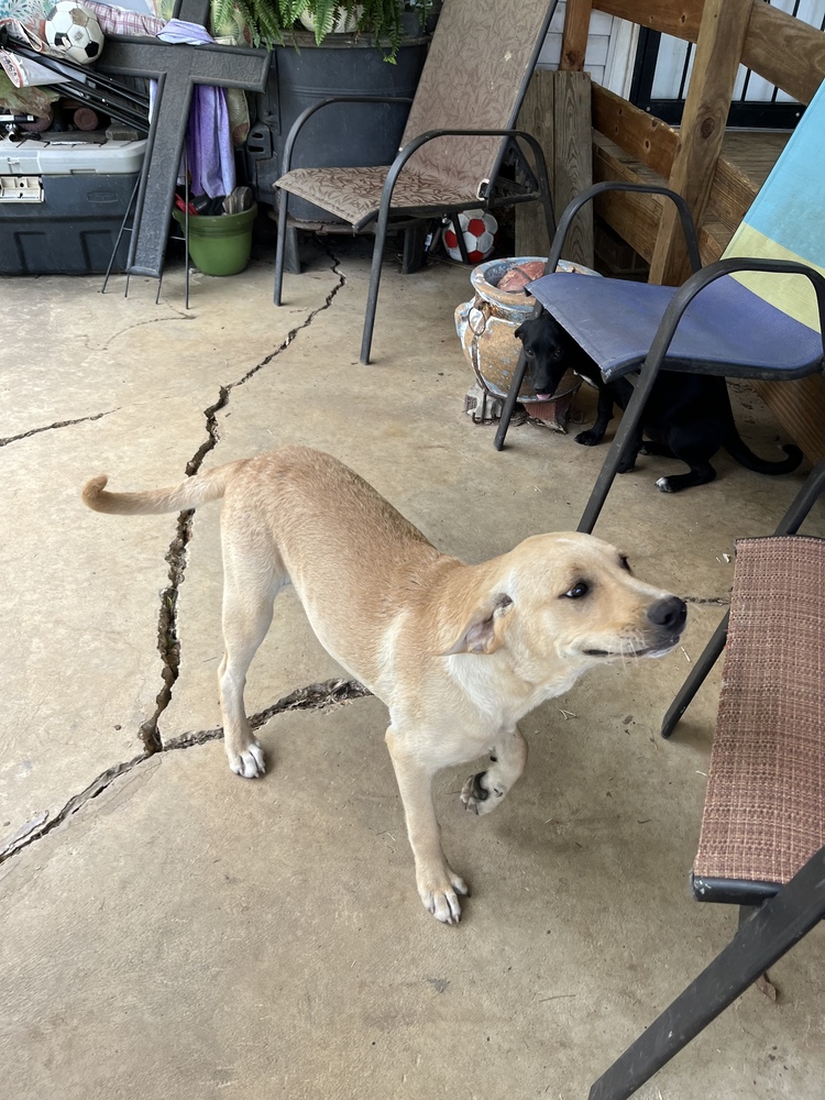 Cornbread Fred, a Adoptable mixed breed in Sharon, VT image 2/6