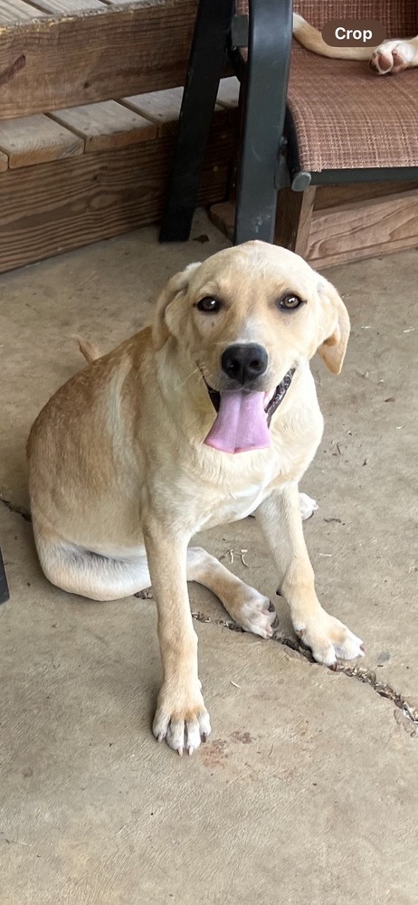 Cornbread Fred, Adoptable, Young Male Labrador Retriever.