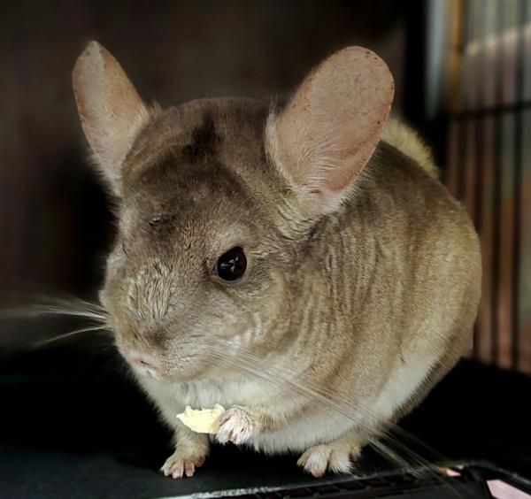 Enlarge Abby, a Adoptable mixed breed in Monterey, CA image 1/5