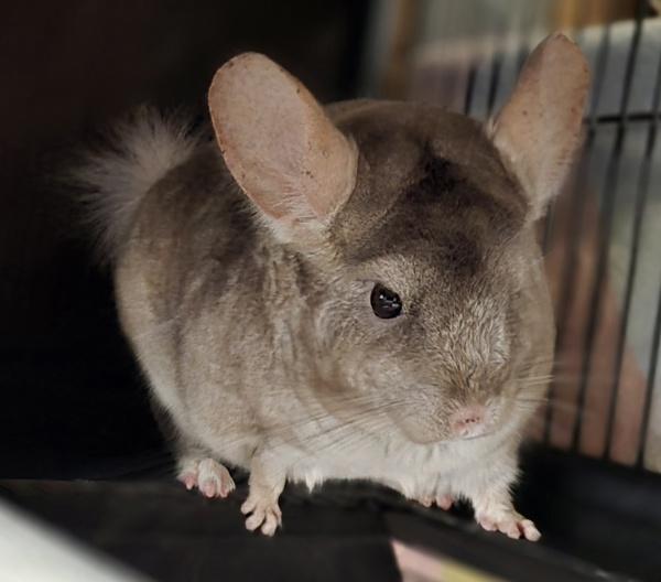 Enlarge Abby, a Adoptable mixed breed in Monterey, CA image 2/5