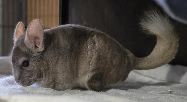 Enlarge Abby, a Adoptable mixed breed in Monterey, CA image 3/5