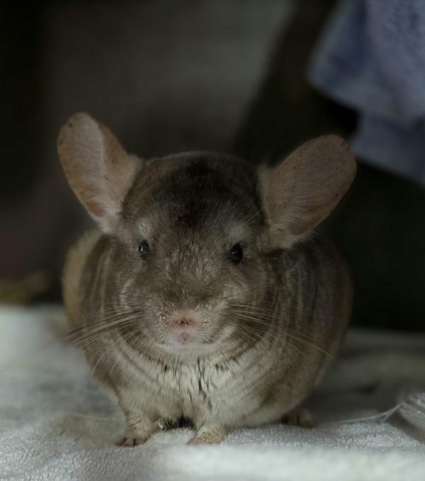 Enlarge Abby, a Adoptable mixed breed in Monterey, CA image 4/5