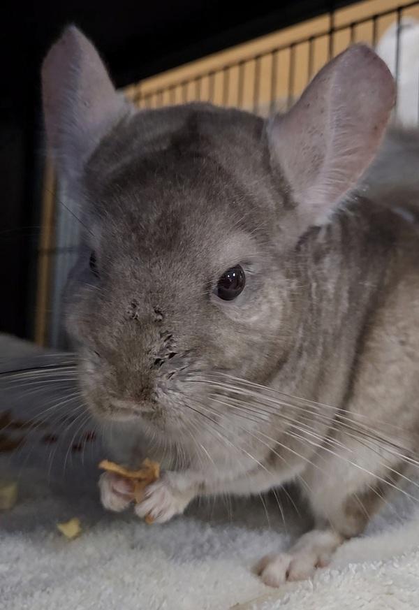 Enlarge Abby, a Adoptable mixed breed in Monterey, CA image 5/5