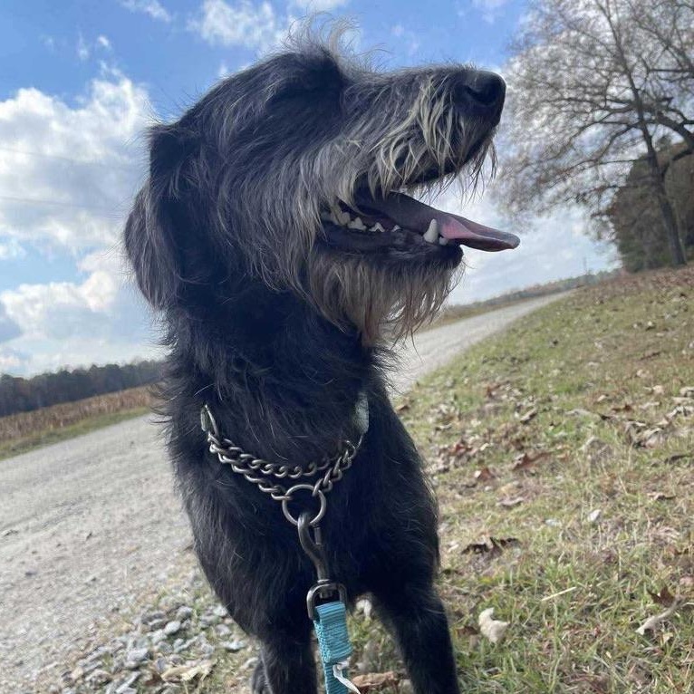 Enlarge Allie Kate, an adopted Schnauzer in New Bedford, MA image 1/1