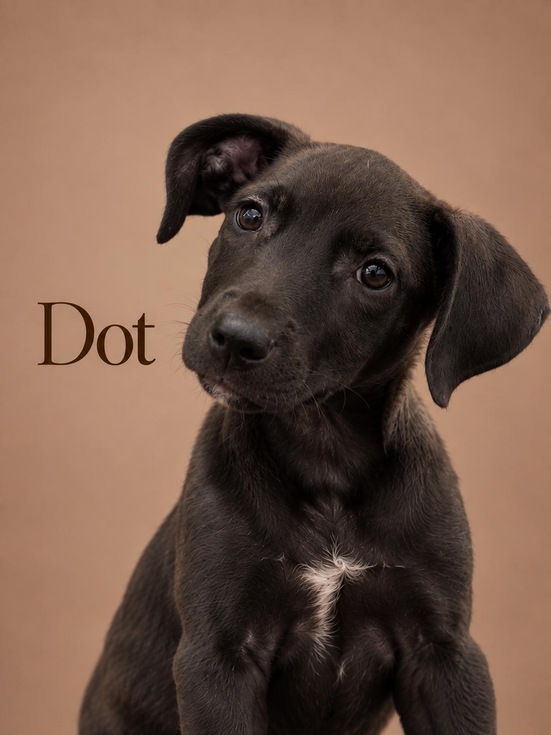 Enlarge Dot, a Adoptable Mixed Breed in MYRTLE BEACH, SC image 1/1