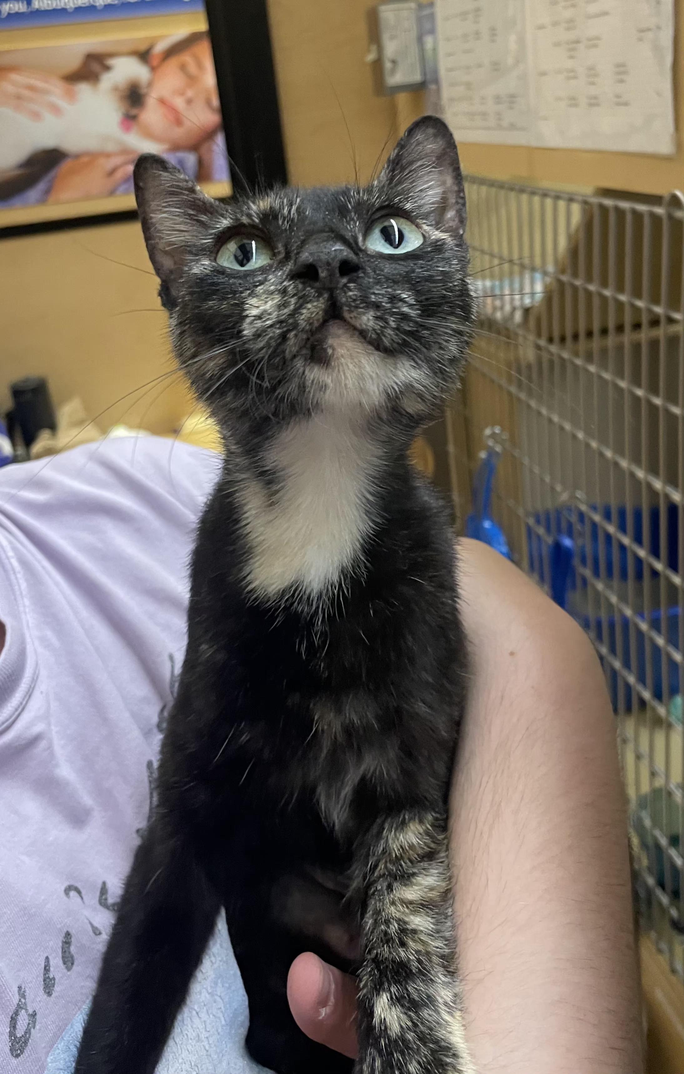 Enlarge Sable, a Adoptable mixed breed in Albuquerque, NM image 1/6