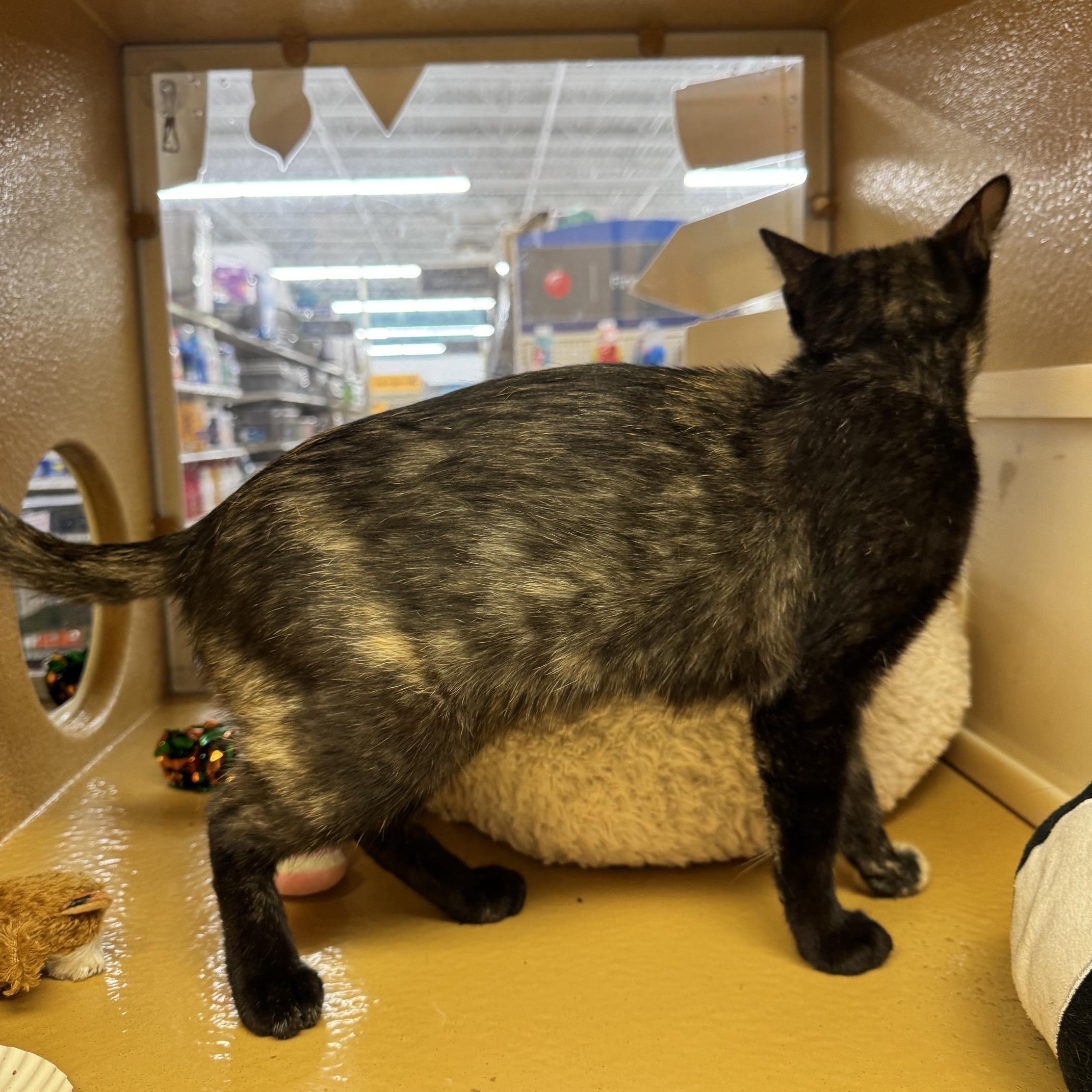 Enlarge Sable, a Adoptable mixed breed in Albuquerque, NM image 4/6