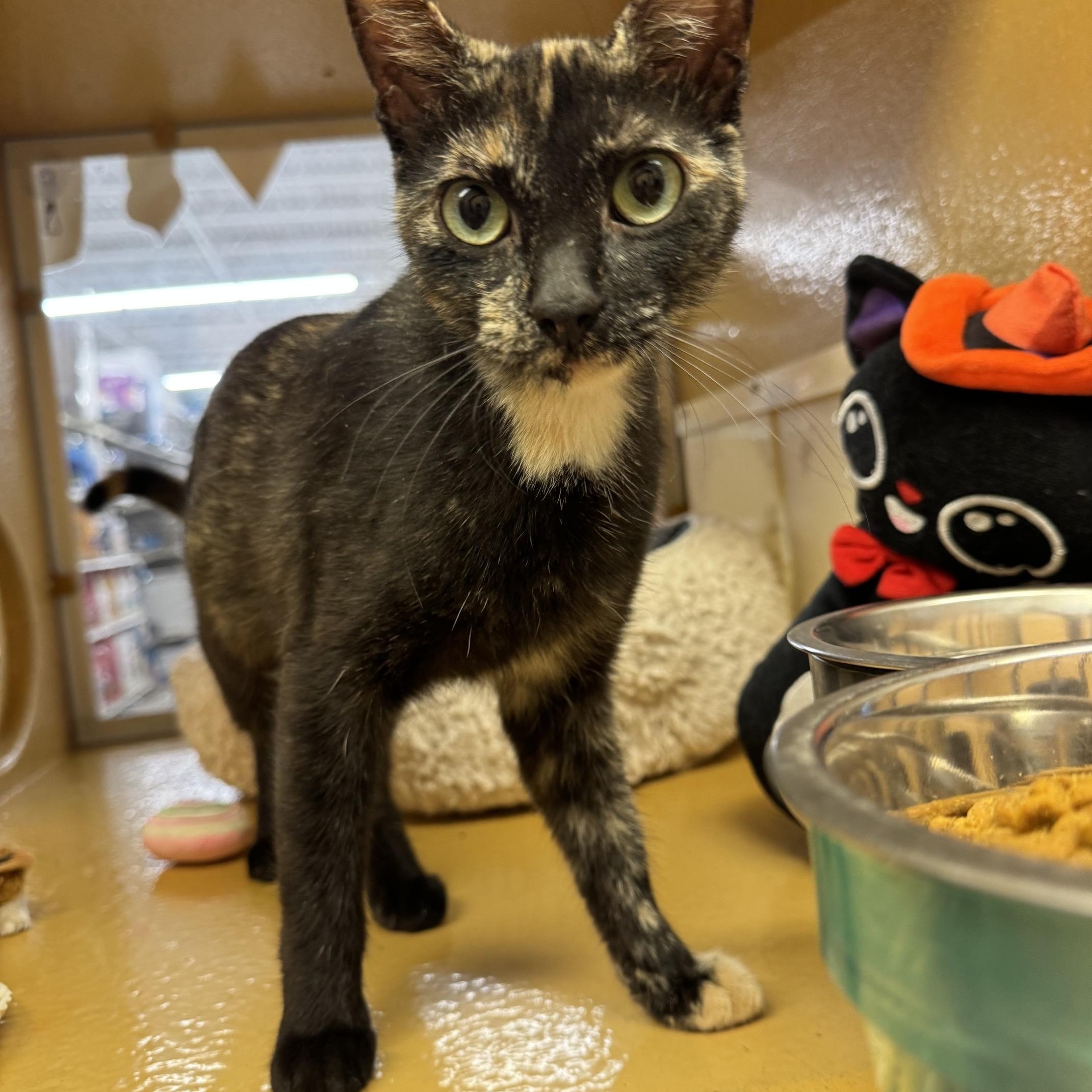 Enlarge Sable, a Adoptable mixed breed in Albuquerque, NM image 6/6