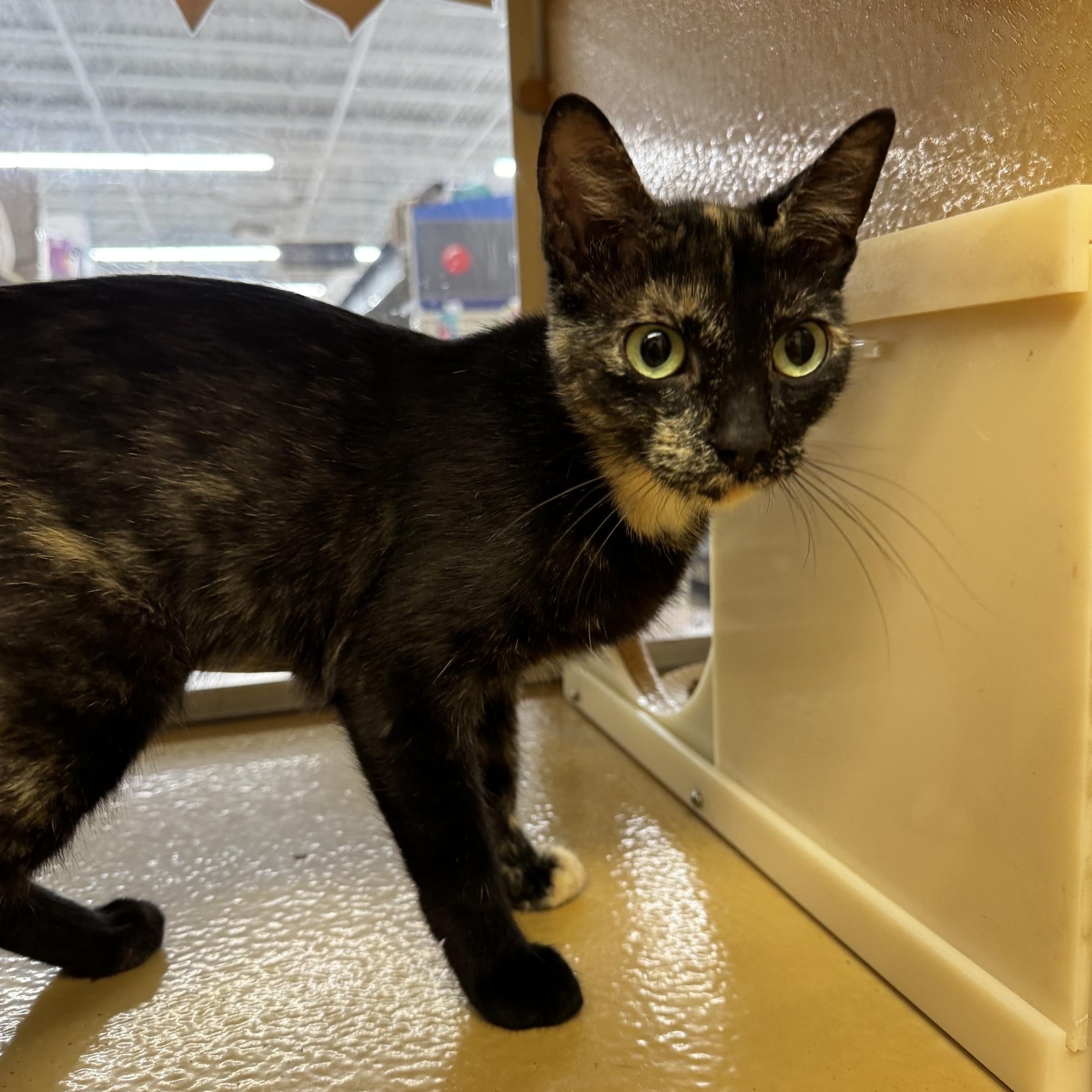 Enlarge Sable, a Adoptable mixed breed in Albuquerque, NM image 5/6