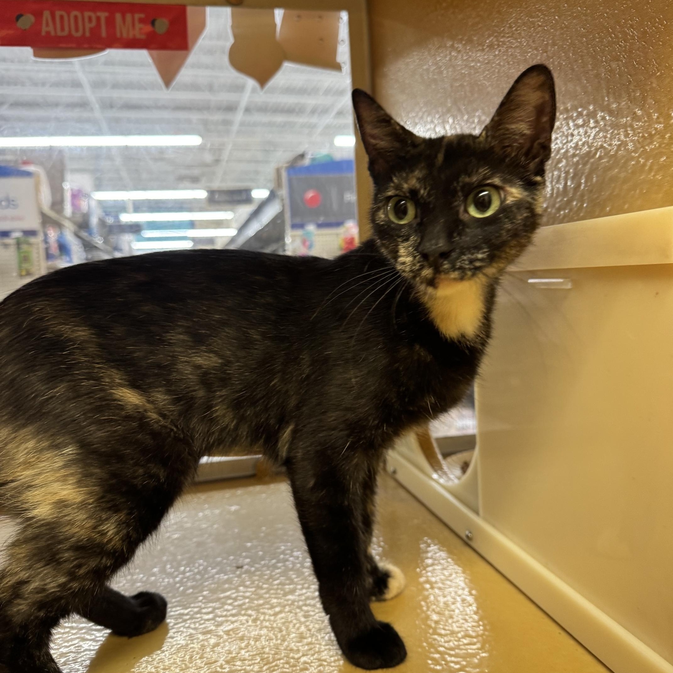 Enlarge Sable, a Adoptable mixed breed in Albuquerque, NM image 2/6
