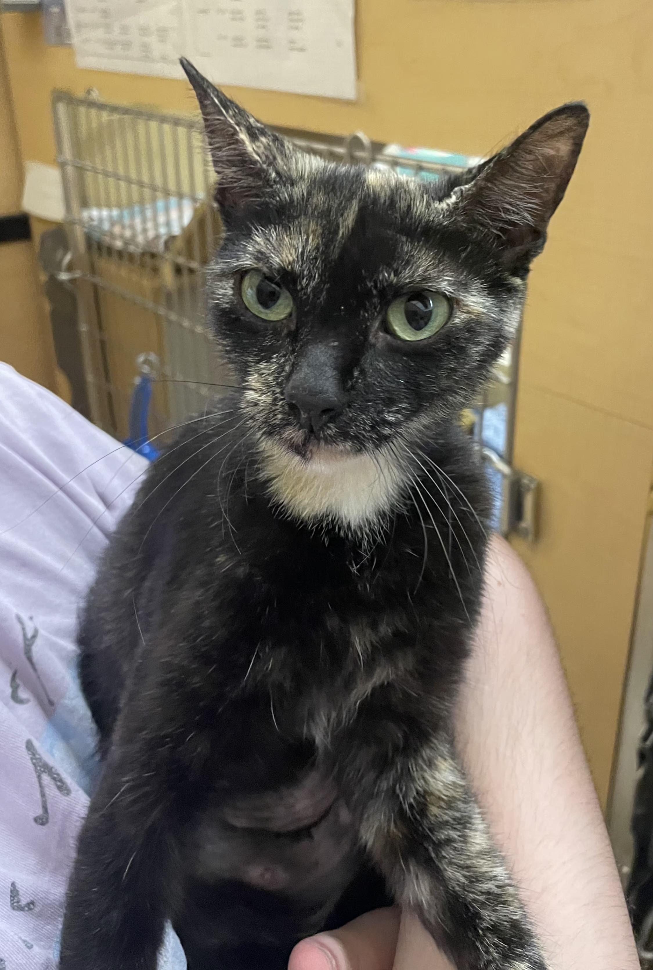Enlarge Sable, a Adoptable mixed breed in Albuquerque, NM image 3/6