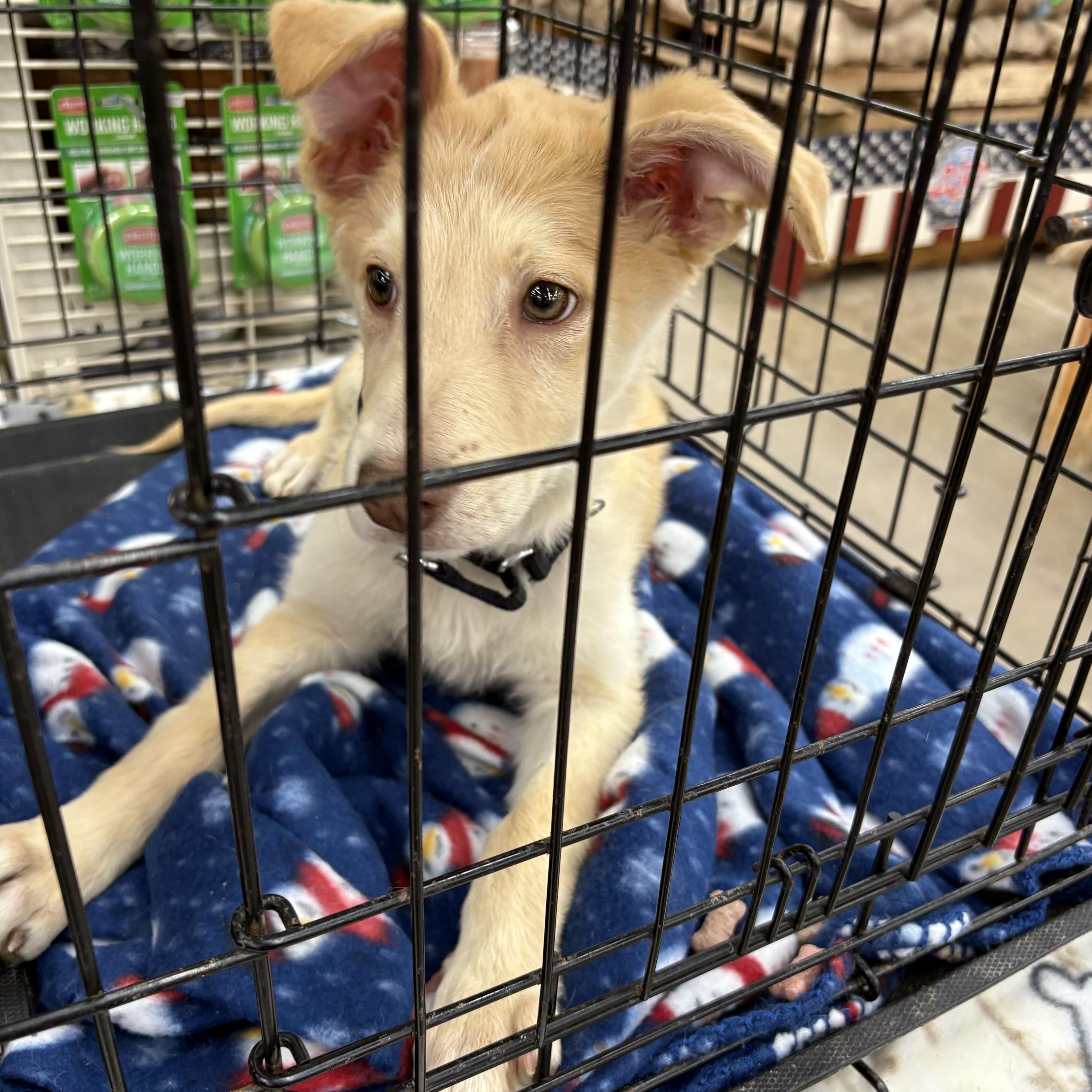 Enlarge Glenda, a Adoptable mixed breed in Coldwater, MI image 2/2