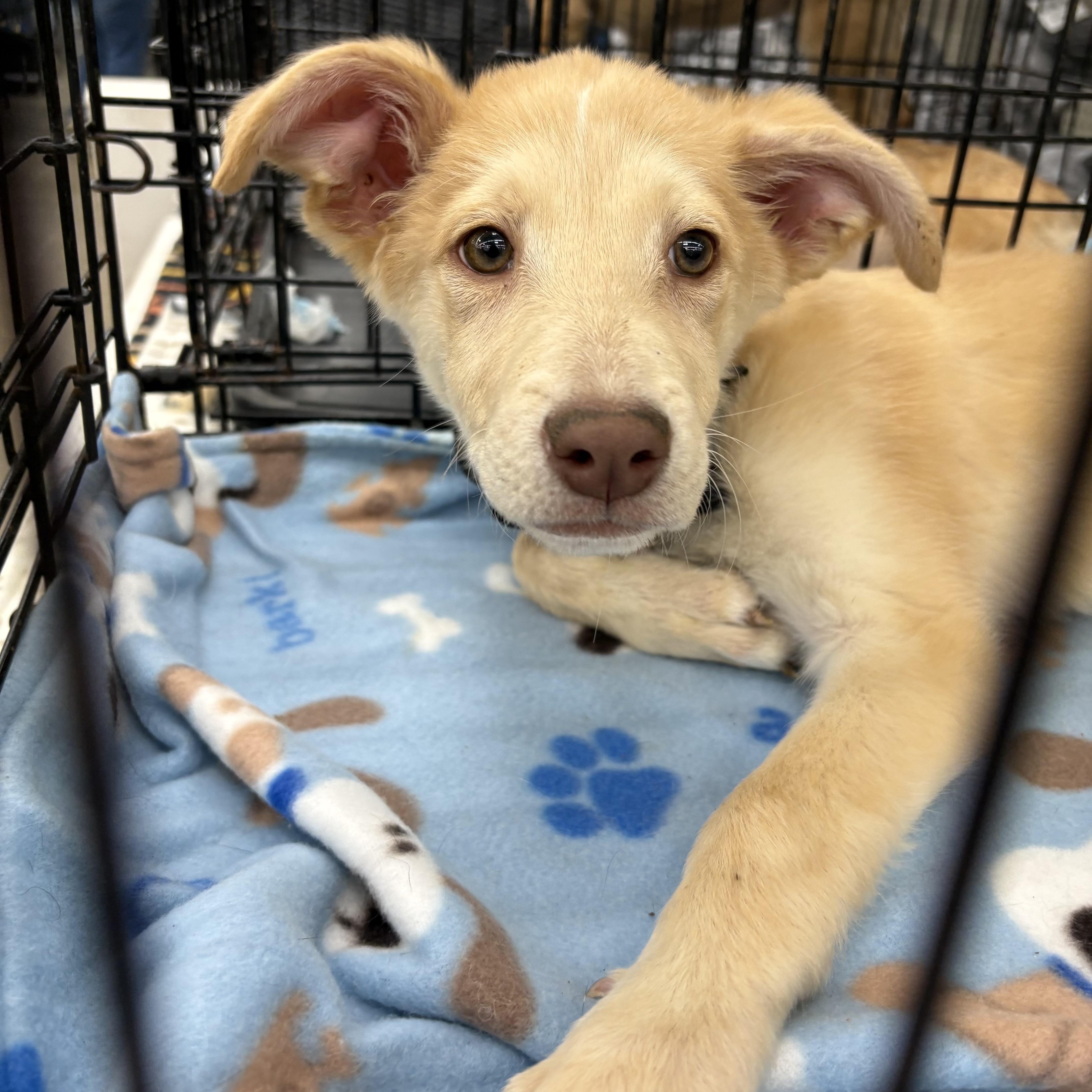 Enlarge Glenda, a Adoptable mixed breed in Coldwater, MI image 1/2