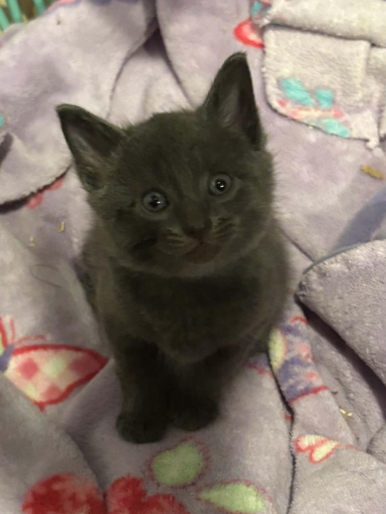 Enlarge Nimbus, a Adoptable Domestic Short Hair in Westfield, MA image 1/1
