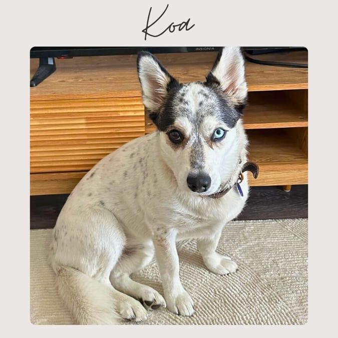 Enlarge KOA, a Adoptable mixed breed in San Juan Capistrano, CA image 1/4