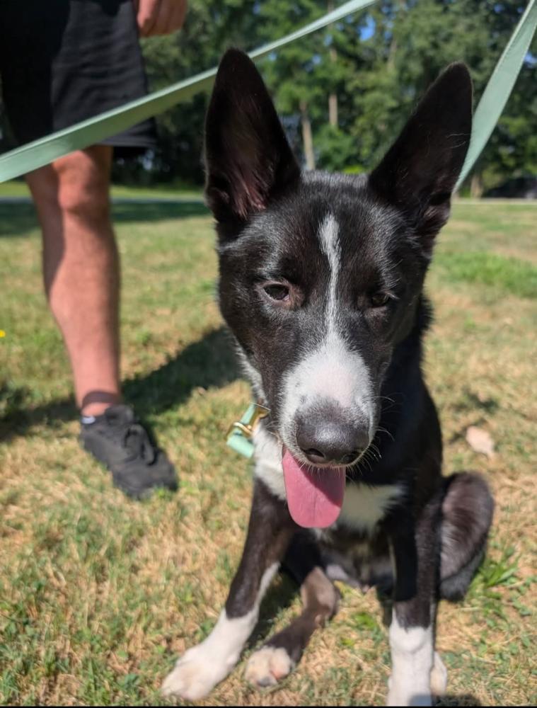 Bowie, Adoptable, Young Male Border Collie.