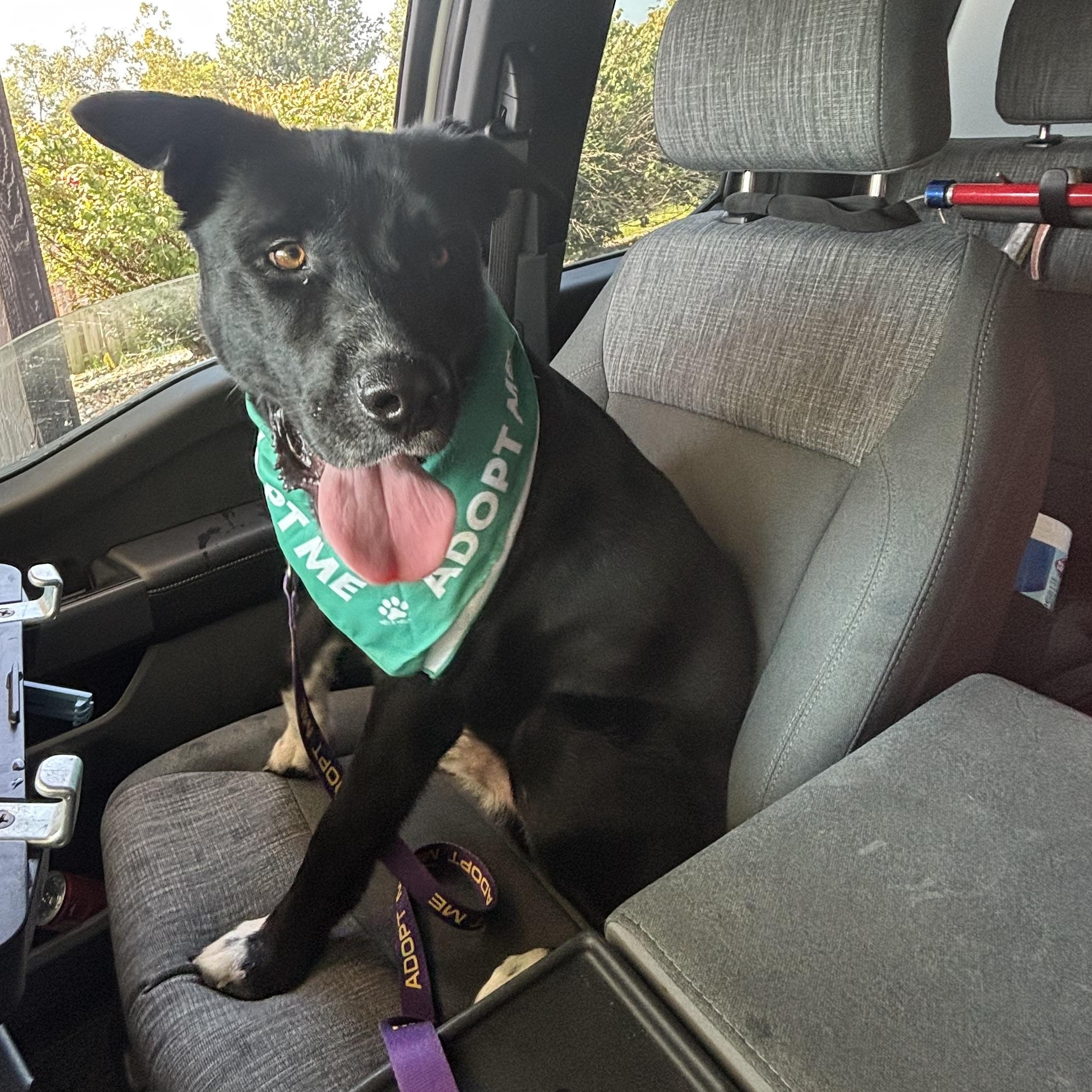 Enlarge Wyatt, a ADOPTABLE mixed breed in Liberty, MO image 4/6